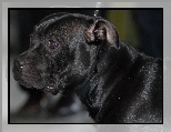 morda, Staffordshire Bull Terrier